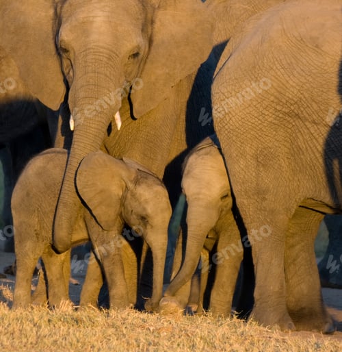 Preview: elephant calf