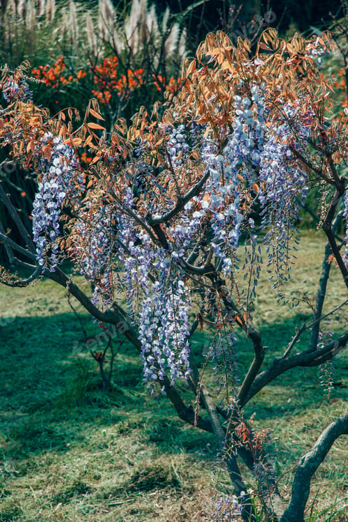 Preview: blossoming branches wisteria plant