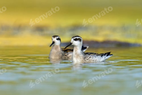 Preview: Red-necked phalarope (Phalaropus lobatus)