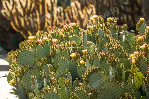 Preview: Prickly Pear Cactus Blossoms in the Desert Sun