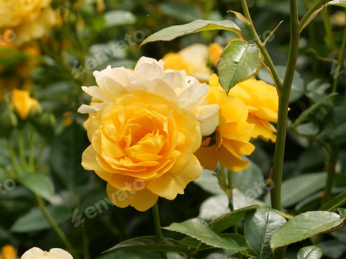 Preview: Closeup of yellow roses in a garden captured during the daytime