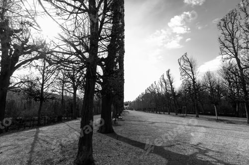 Preview: a black and white image of trees lining a path at the edge of a park