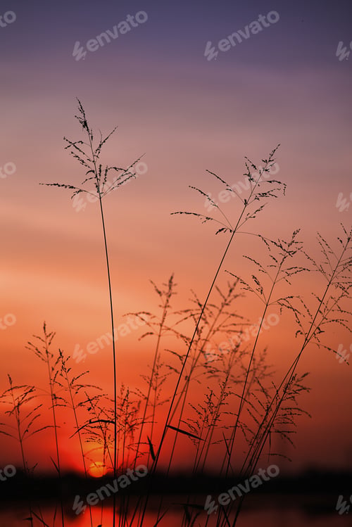 Preview: The grass with the orange sky of sunset