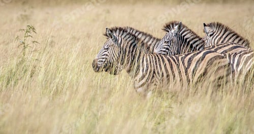 Preview: A Beautiful Botswana Wildlife Place in the World in Picture