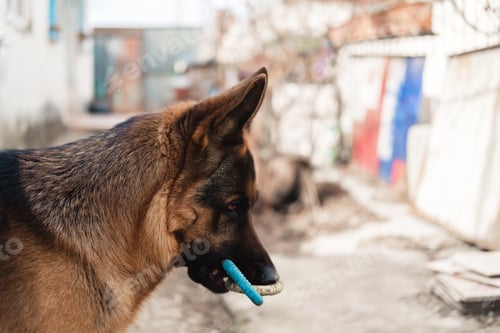 Preview: Funny purebred German shepherd dog plays with rubber toy in the yard on the street.