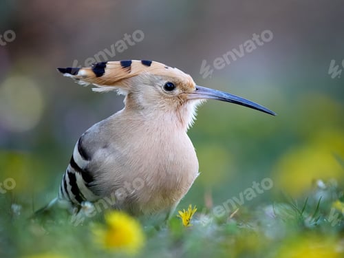Preview: Eurasian hoopoe (Upupa epops)
