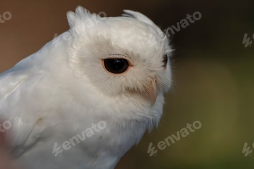 Preview: Stunning owl with lustrous white plumage.