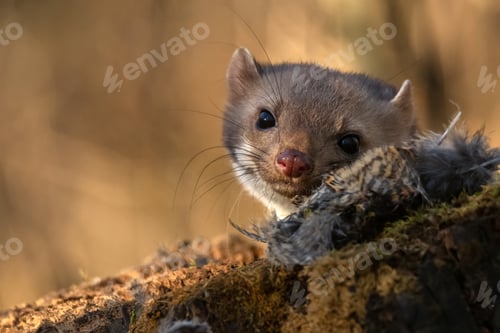 Preview: Beech marten or Martes foina also known as stone marten or white-breasted marten