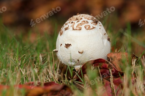 Preview: Mushroom With Autumn Colors - Photograph Taken At Ground Level Of A Mushroom Surrounded By Autumn