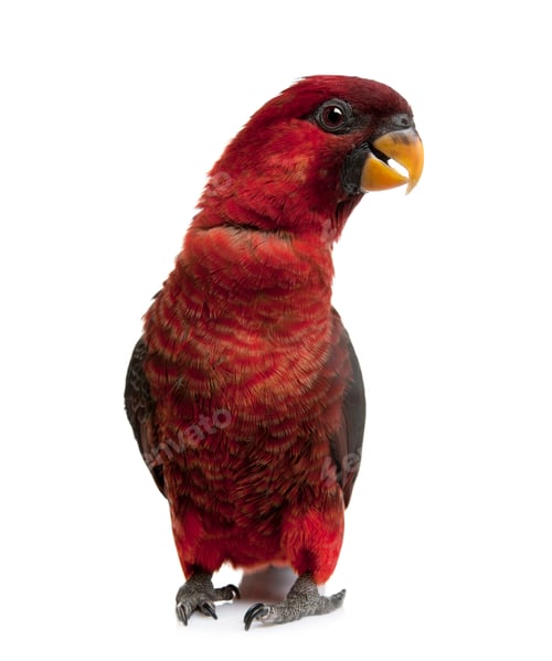 Preview: Cardinal Lory, Chalcopsitta cardinalis, standing in front of white background