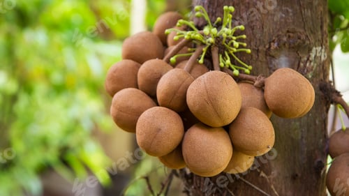 Preview: Stelechocarpus burahol, known as burahol, kepel, keppel fruit, or kepel apple