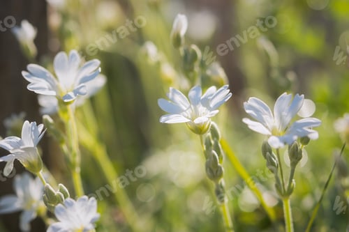 Preview: White spring flowers close-up on a blurry background.