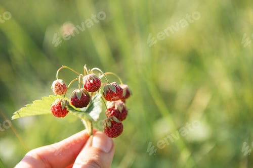 Preview: Fresh ripe red berries of wild forest strawberries on the branch behind the grass