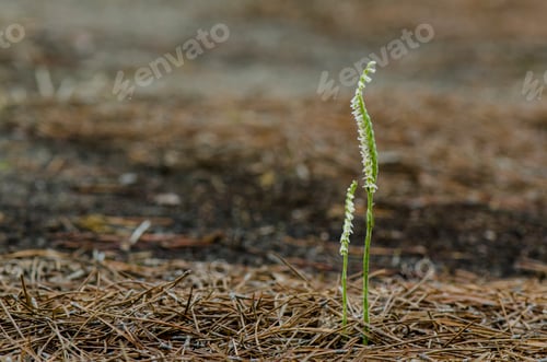 Preview: Beautiful Autumn lady's tresses orchid, outdoors