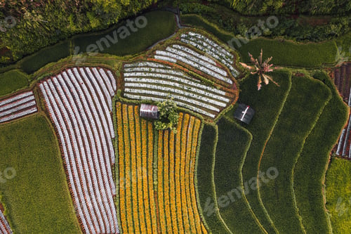 Preview: Top Down texture details of Hut in Marigold Flowers in Sidemen Bali Indonesia
