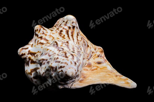 Preview: Lobatus raninus seashell on a black background
