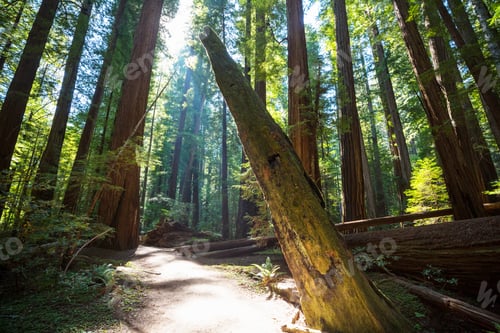 Preview: Sequoia