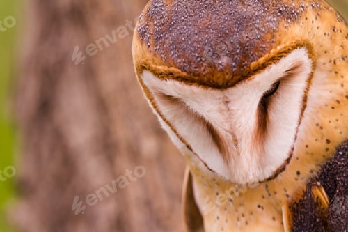 Preview: Barn owl