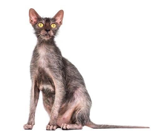 Preview: Lykoi cat, also called the Werewolf cat against white background