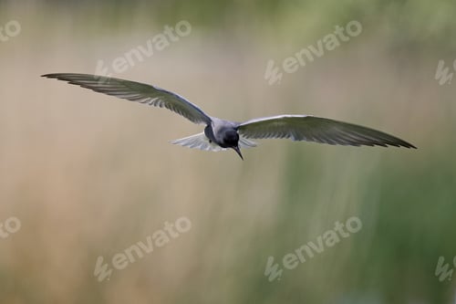 Preview: Black tern (Chlidonias niger)
