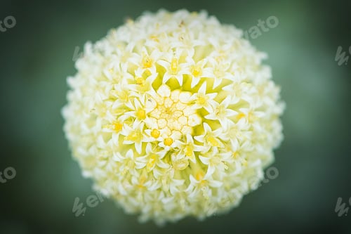 Preview: Round yellow hydrangea flower