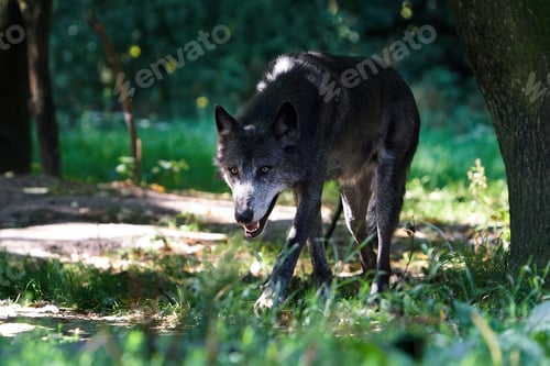 Preview: Wolf (Canis lupus)