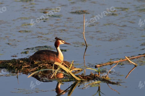 Preview: great crested grebe