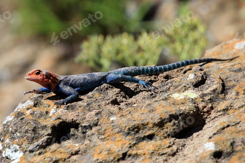 Preview: Lizard in Kenya