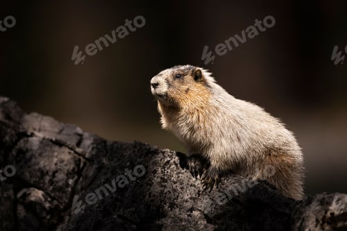 Preview: Marmot perched on a rock in a natural setting, illuminated by sunlight with a dark background