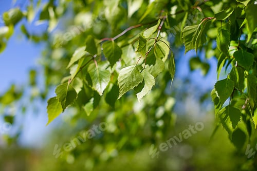 Preview: Birch tree branch, green fresh leaves on the branch, the background is blurred in green