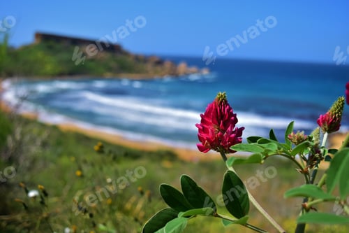 Preview: Closeup shot of Sulla coronaria flowers in full bloom near Ghajn Tuffieha Bay in Malta