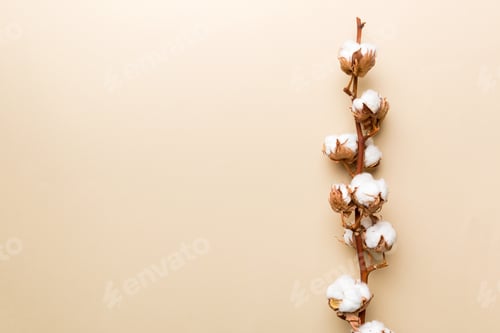Preview: Autumn Floral composition. Dried white fluffy cotton flower branch top view on colored table