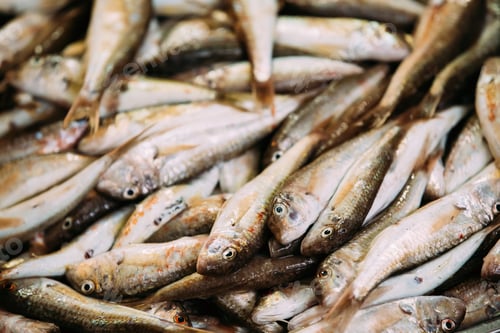 Preview: Fresh Fish On Display On Ice On Fishermen Market Store Shop. Sea