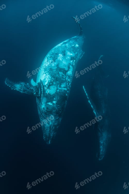Preview: Graceful whales glide through the deep blue sea