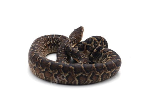 Preview: Cuban tree boa isolated on white background