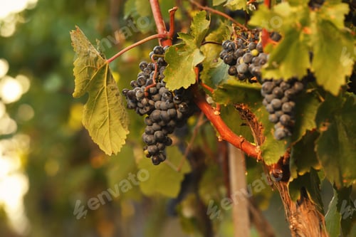 Preview: Fresh ripe juicy grapes growing on branches in vineyard