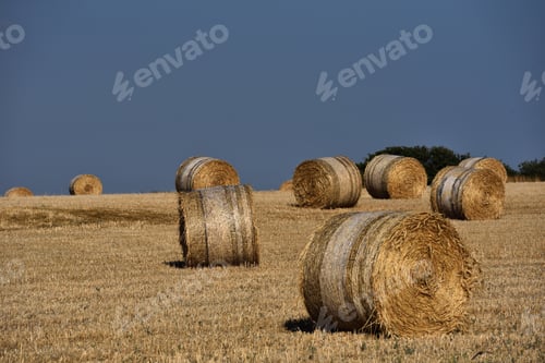 Preview: Straw bales, haystack on agricultural farmland against blue sky
