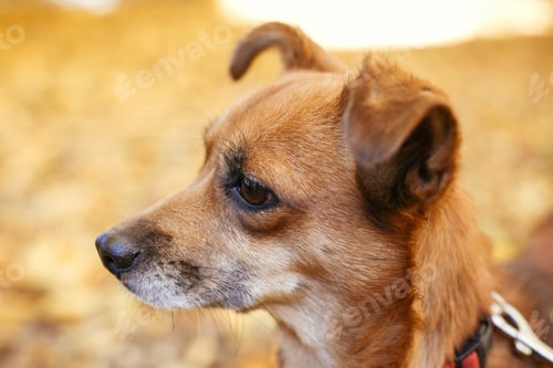 Preview: Mixed breed little yellow dog