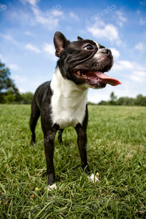 Vista previa: Boston terrier outdoors on grass