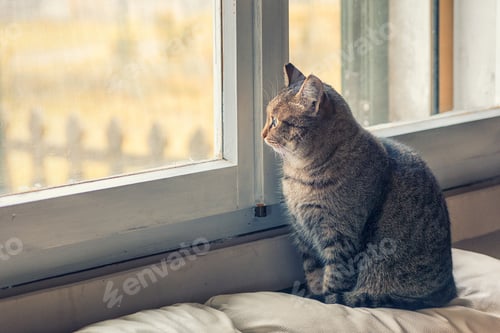 Preview: Cat looks to the windows