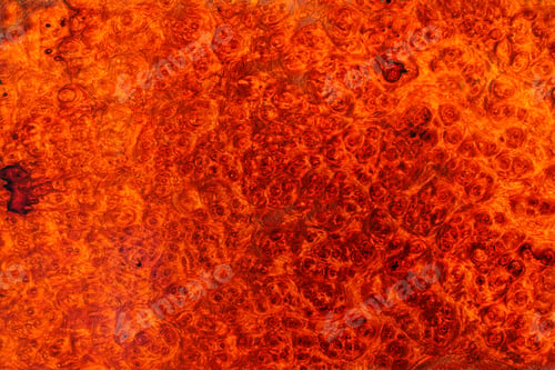 Preview: Natural Burma padauk burl wood striped is a wooden beautiful pattern for background