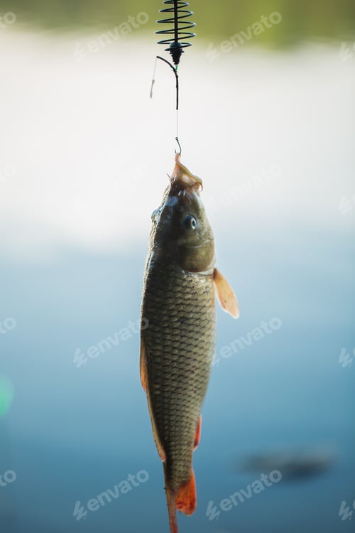 Preview: Fish on the hook on the background of water