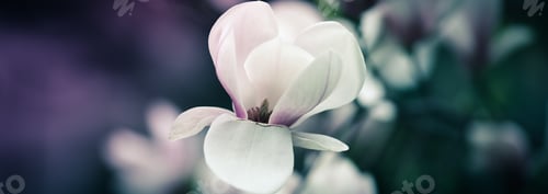 Preview: Beautiful close up magnolia flowers. Blooming magnolia tree in the spring. Selective focus