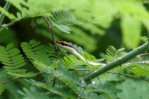 Preview: Small snake resting on the leaves of a tree on the blurry background