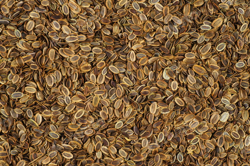 Preview: Food background: dill seeds