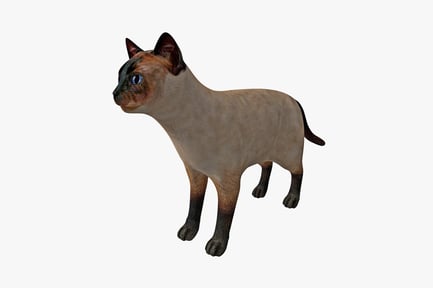 Siamese cat in profile view