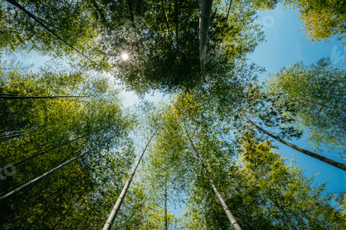Preview: Spring Sun Shining Through Canopy Of Tall Trees Bamboo Woods. Su