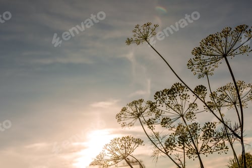 Preview: Umbrellas of dill branches against blue sky. Colorful sunset background in summer evening.