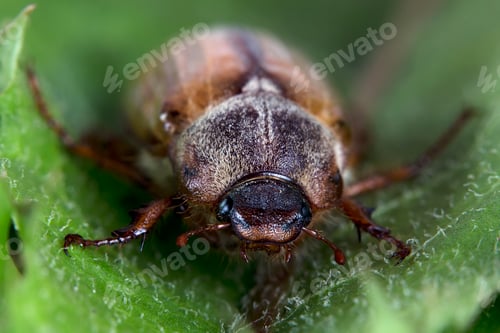 Preview: Beetle in the wild