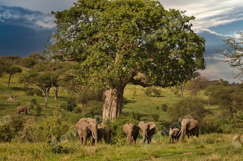 Preview: Group of African elephants walking together in the warm sunlight of the savannah